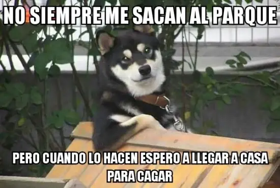 memes memes