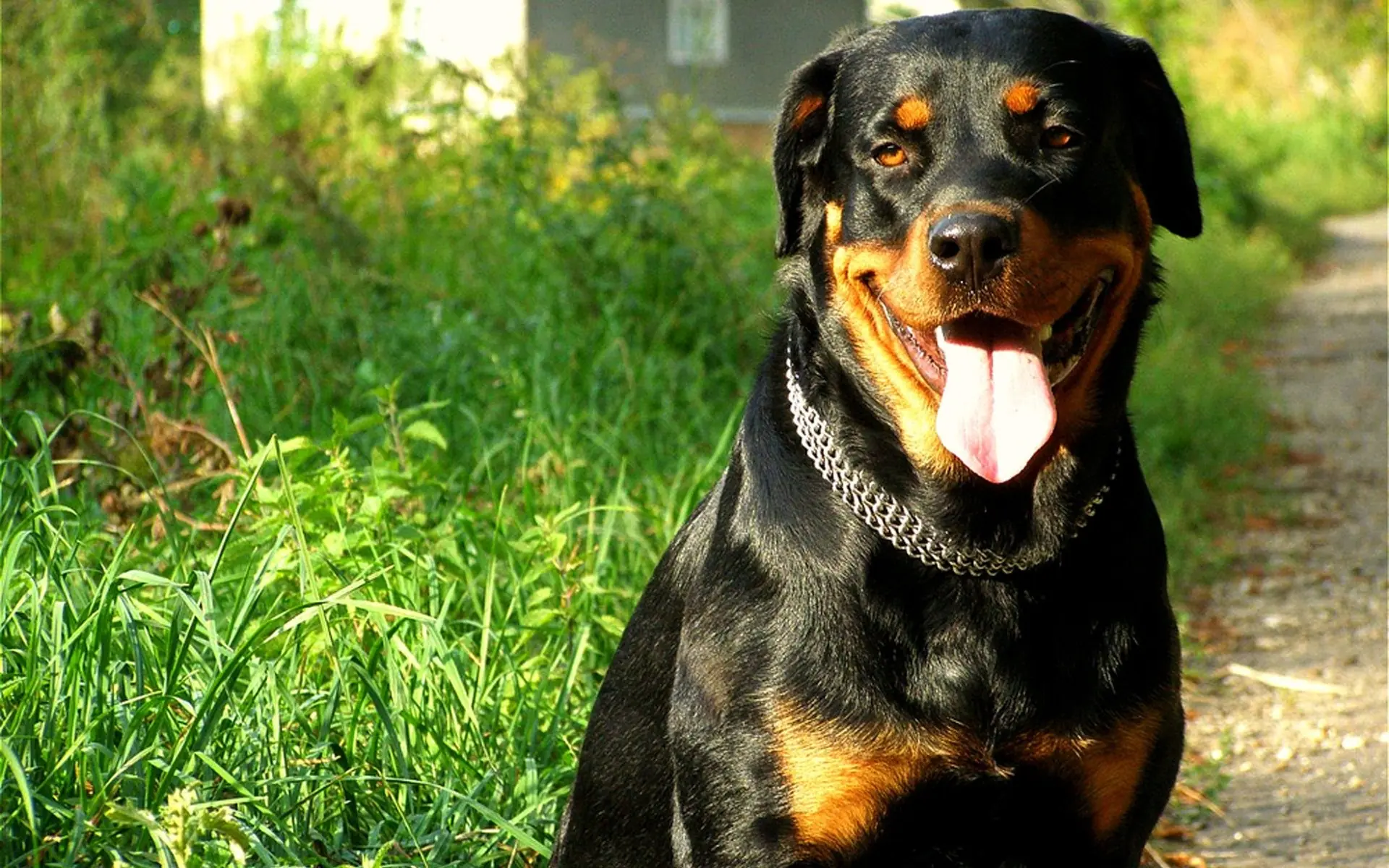 dogo