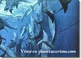 curioso