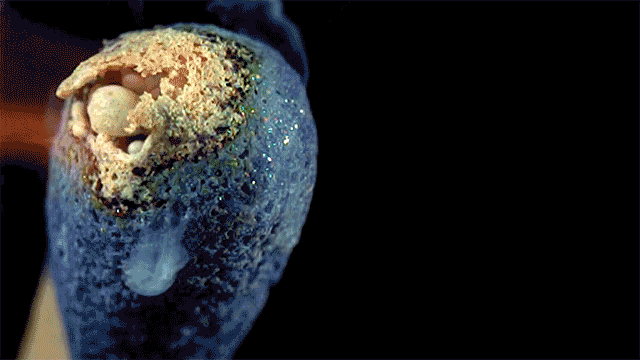 Increíbles GIF que harán que te enamores de la ciencia