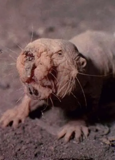animales en peligro de extincion