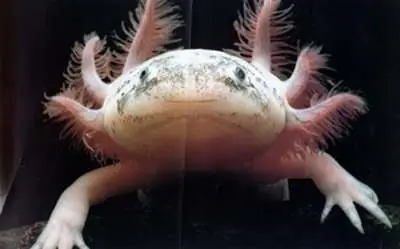 TOP 10 Animales mas Horrendos