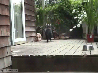 psicodelica
