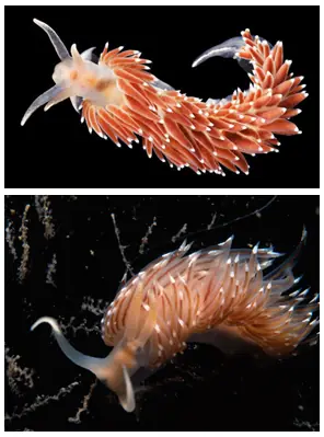 Imágenes de la Ciencia y de la Naturaleza: Aurelia aurita