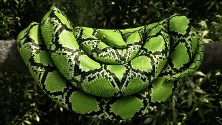 Increíbles animales que pueden clonarse a sí mismos