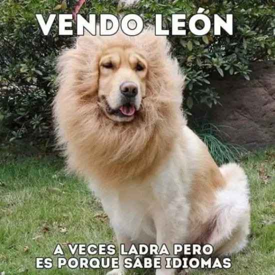 hocio hocio