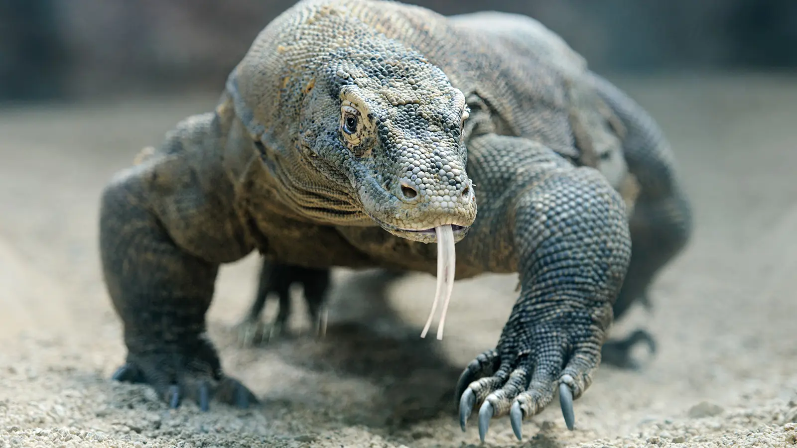 Increíbles animales que pueden clonarse a sí mismos