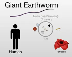 the scale of the universe