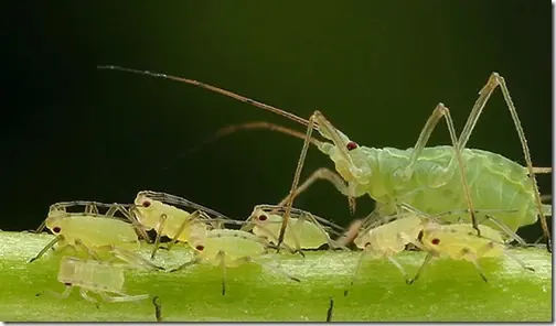 Increíbles animales que pueden clonarse a sí mismos