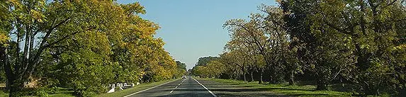 Plantar un Árbol