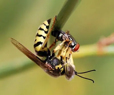 Animales
