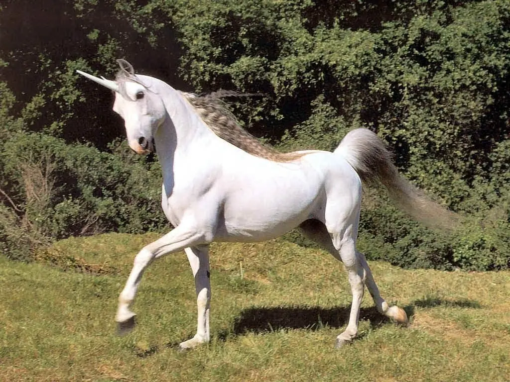 unicornio