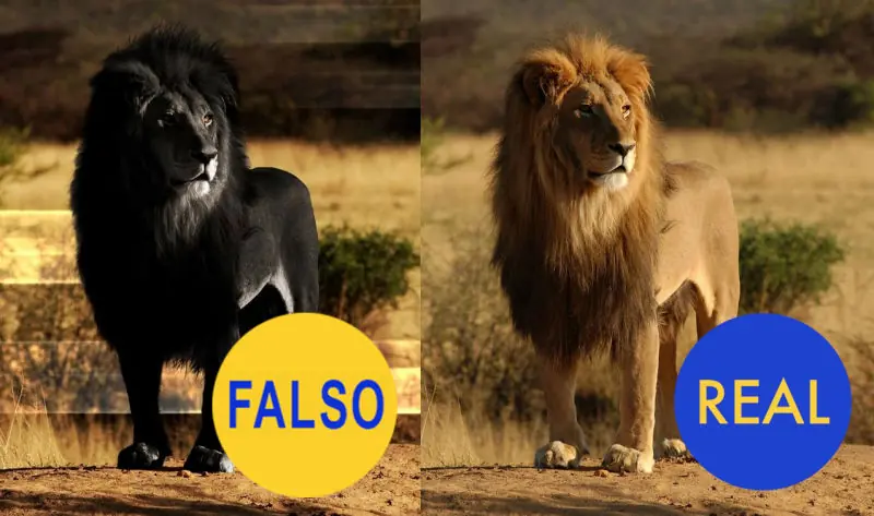 fakes