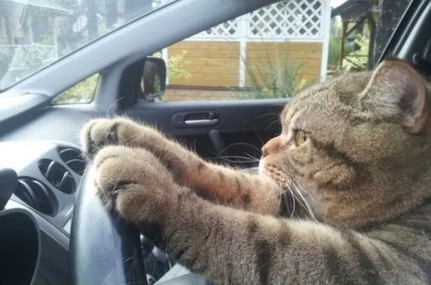 transito
