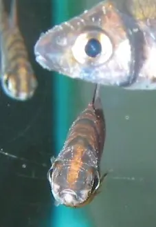 pasa