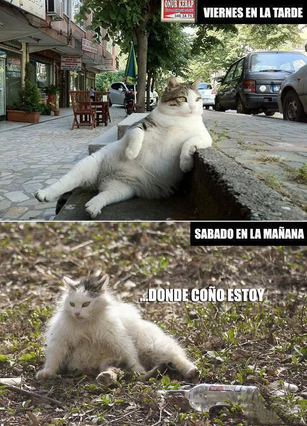 estas