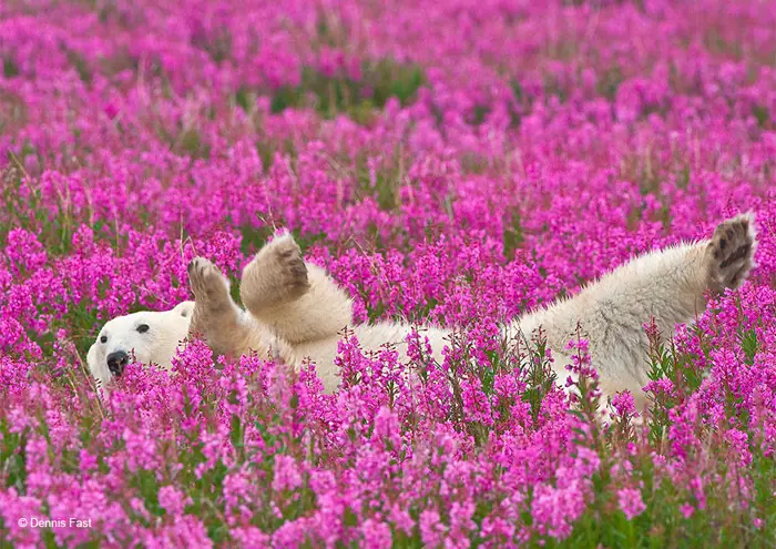 oso