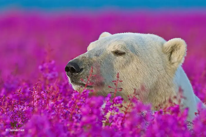 polar