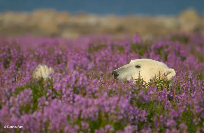 Oso polar retozando en un campo de adelfillas