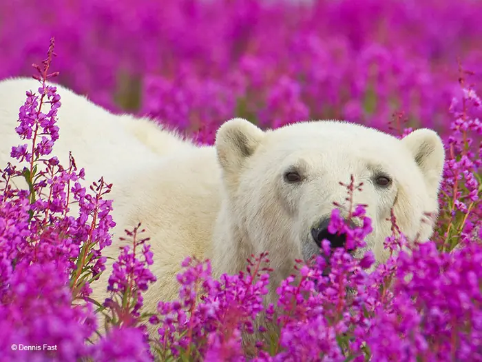 polar