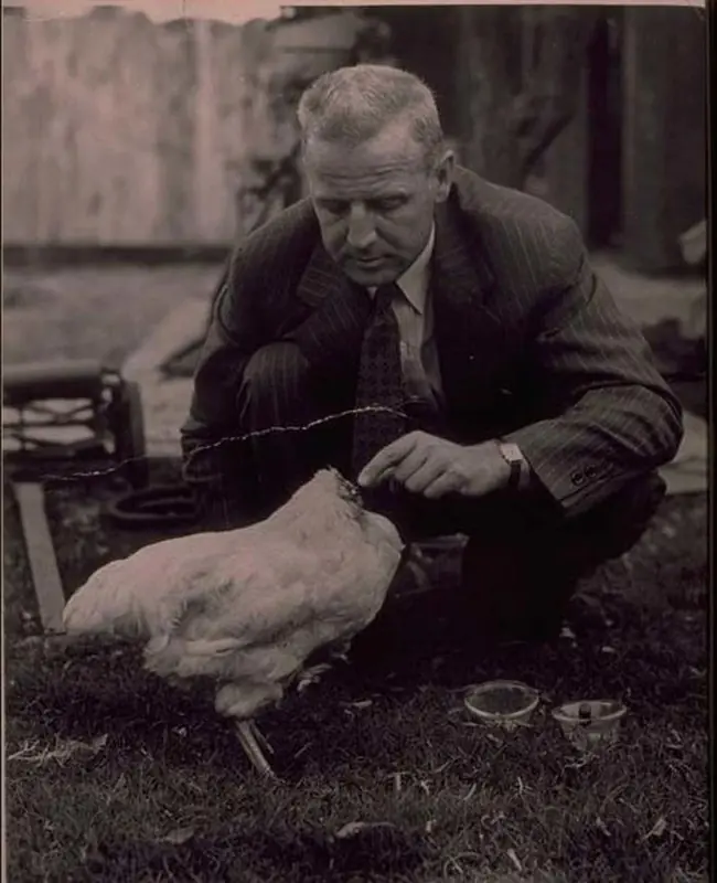 Un pollo vivio un año y medio sin cabeza y te lo muestro.