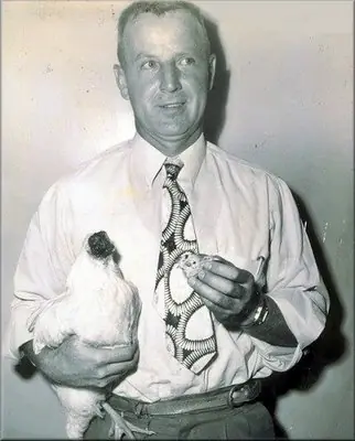 pollo
