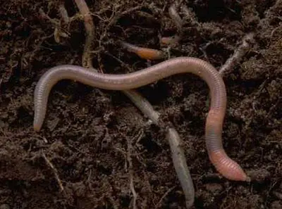 microscopios