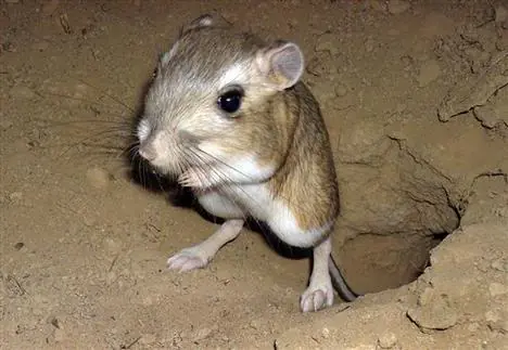 Animales