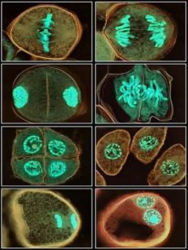 cientificos
