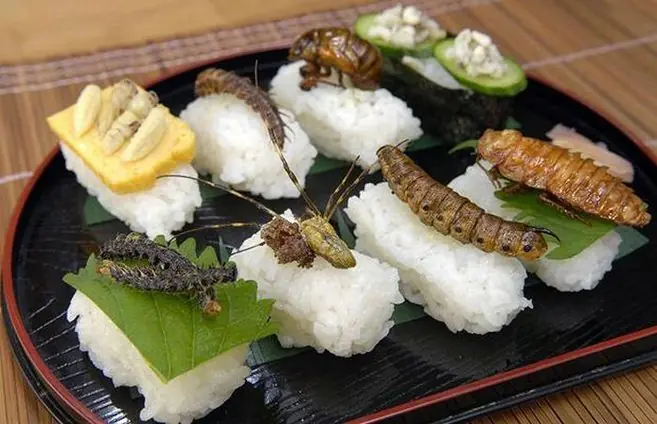 Comer insectos Comer insectos