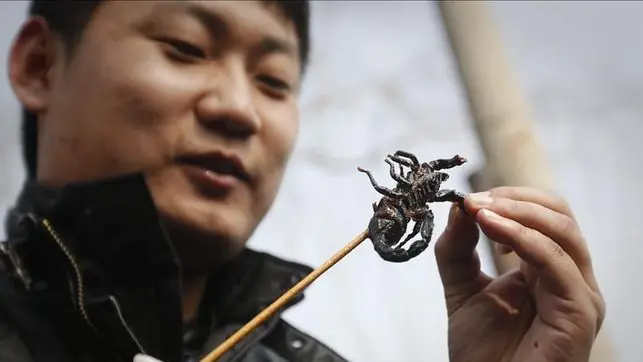 insectos insectos