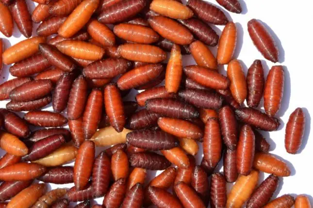 alimentos alimentos