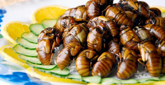 Comer insectos Comer insectos