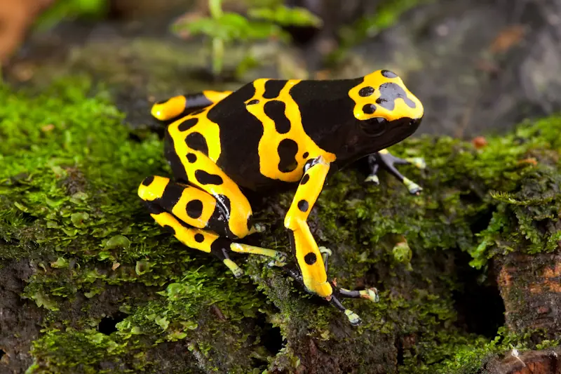 DENDROBATES