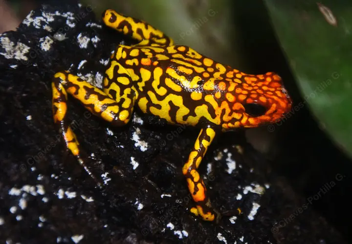 dendrobatidae