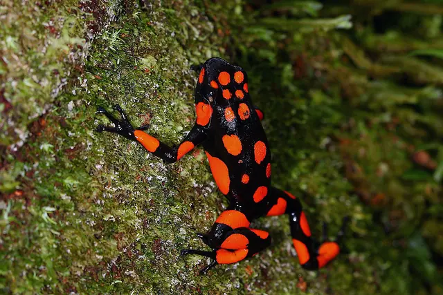 phyllobates terribilis