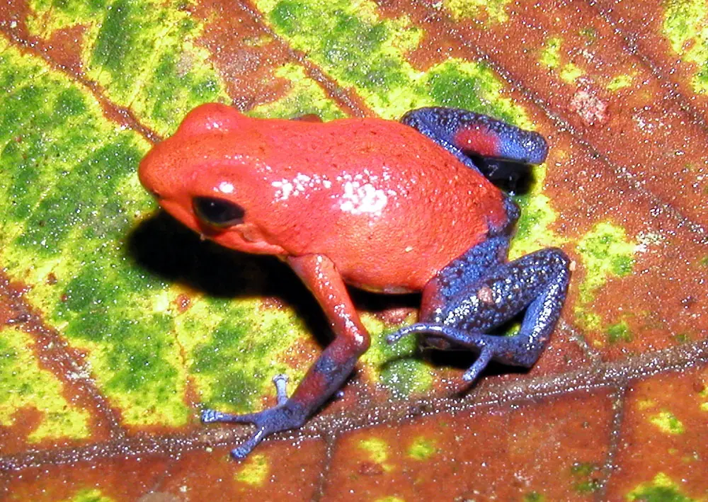 dendrobatidae