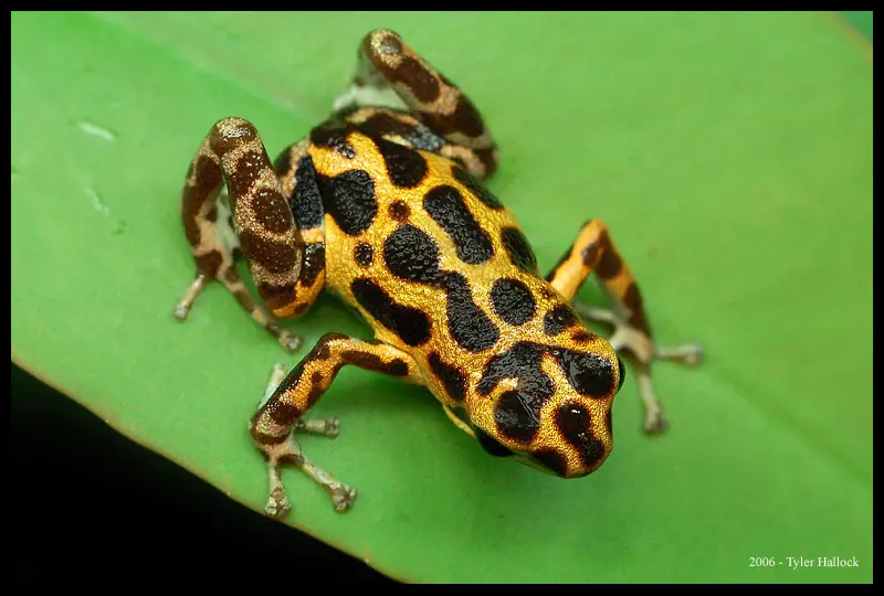dart poison frog