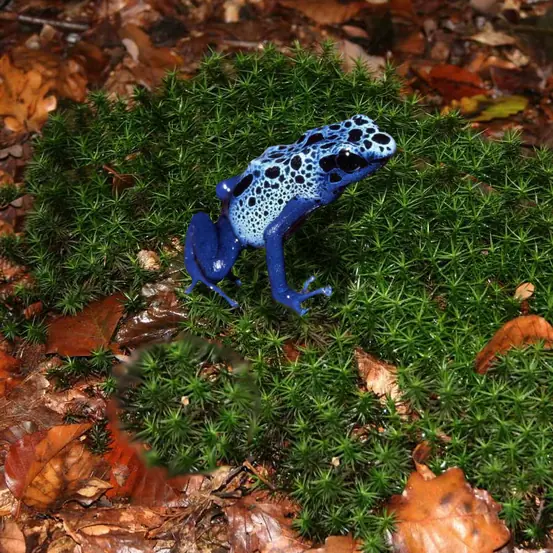 América, paraíso de las joyas naturales
