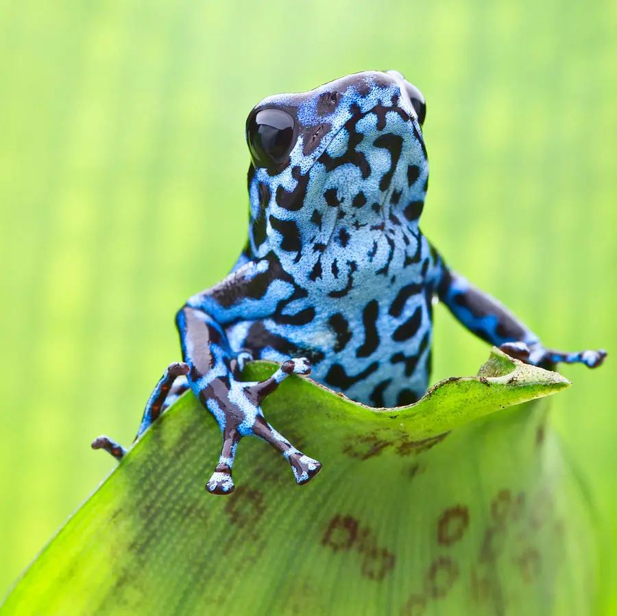 phyllobates terribilis