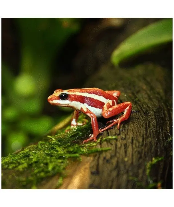 dart poison frog