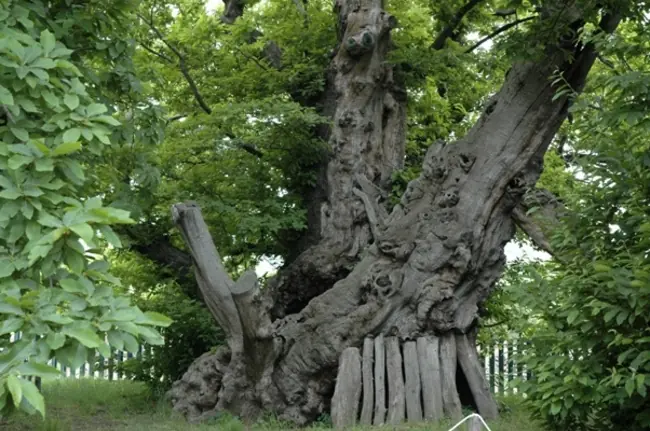 arboles antiguos