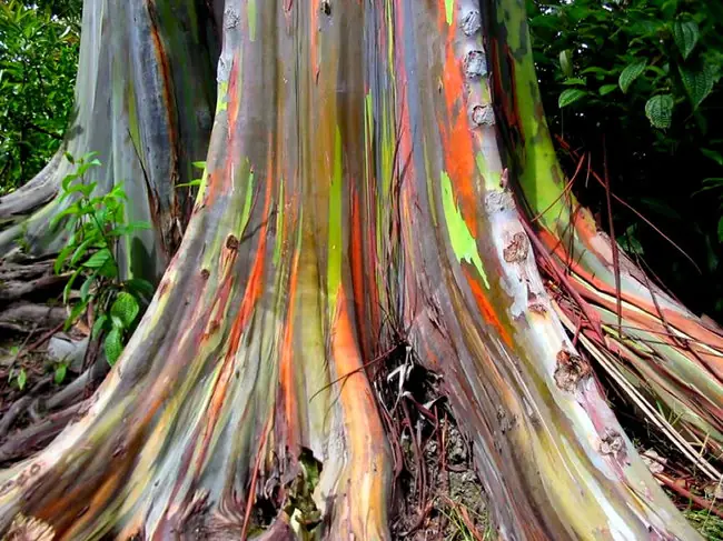 ecologia