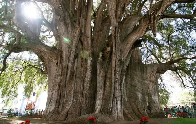 arboles antiguos