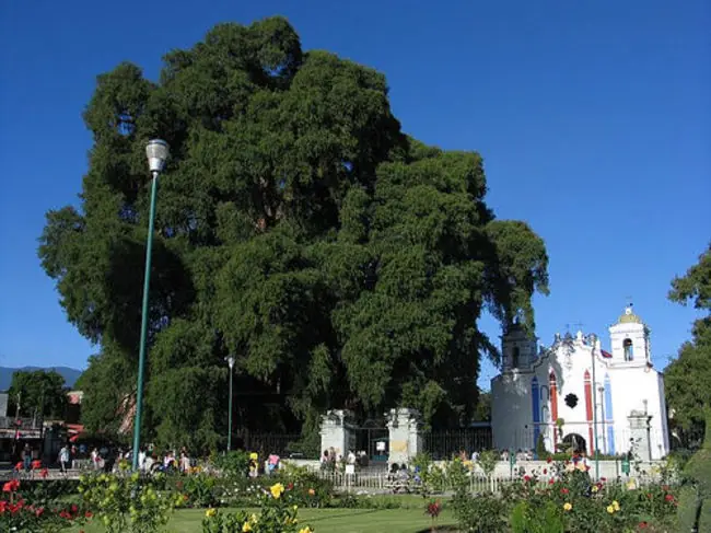 arboles del mundo