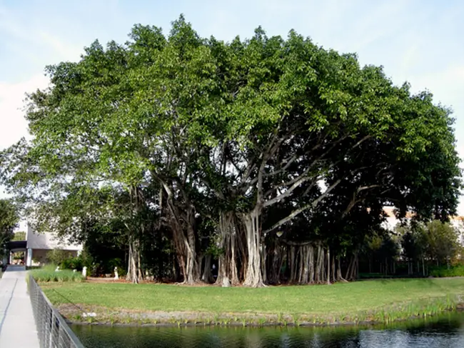 arboles antiguos