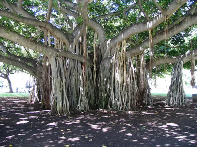 arboles del mundo