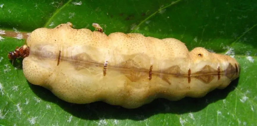 termita