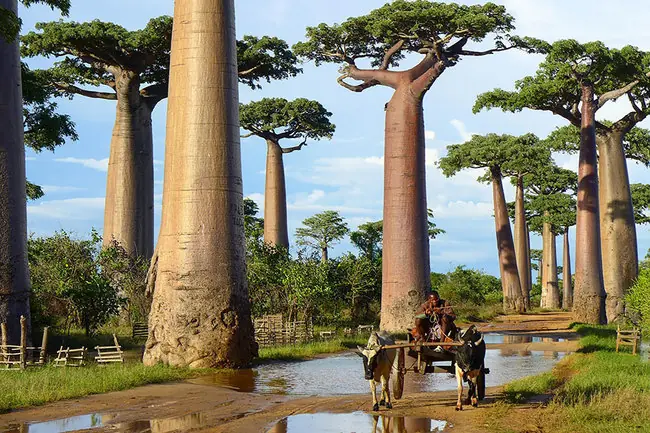 arboles antiguos