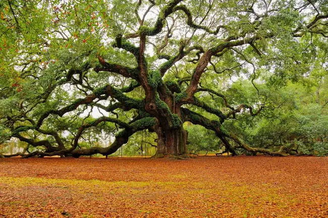 Asombrosos arboles de nuestro mundo natural